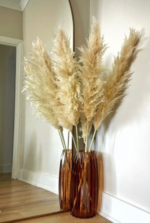 Herbes de Pampa Séchées Naturelles